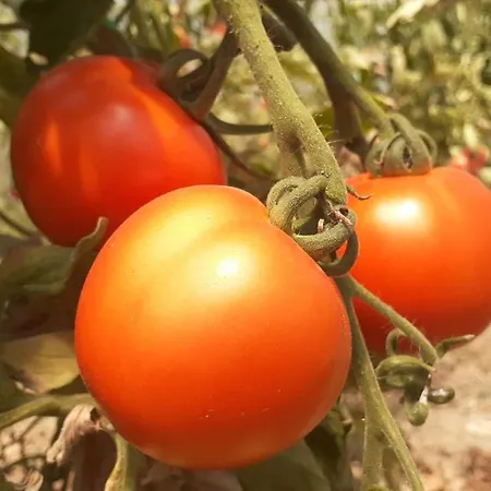 Moo Moo Апартаменты Вране