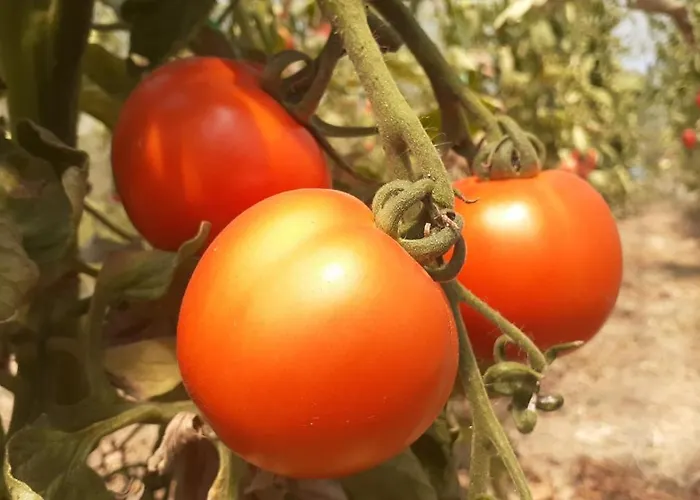 Moo Moo Daire Vranje